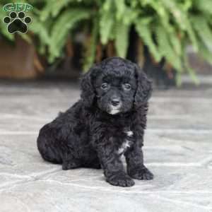 Dani (F1 B), Cavapoo Puppy